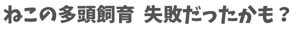 ねこの多頭飼育　失敗だったかも？